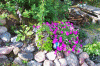 Petunia Pot in the rock garden